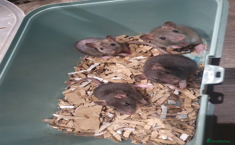 Rat rodents - Advert 15
