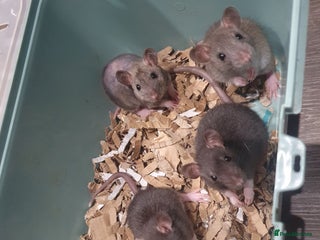 Rat rodents - Advert 4