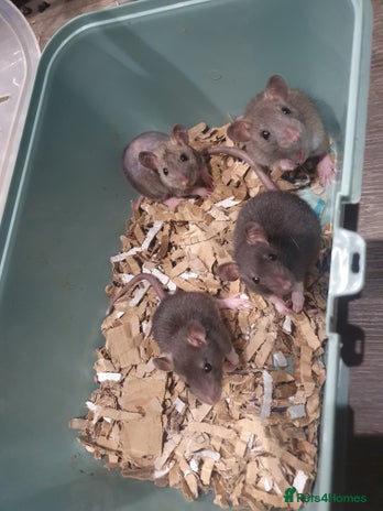 Rat rodents - Advert 8
