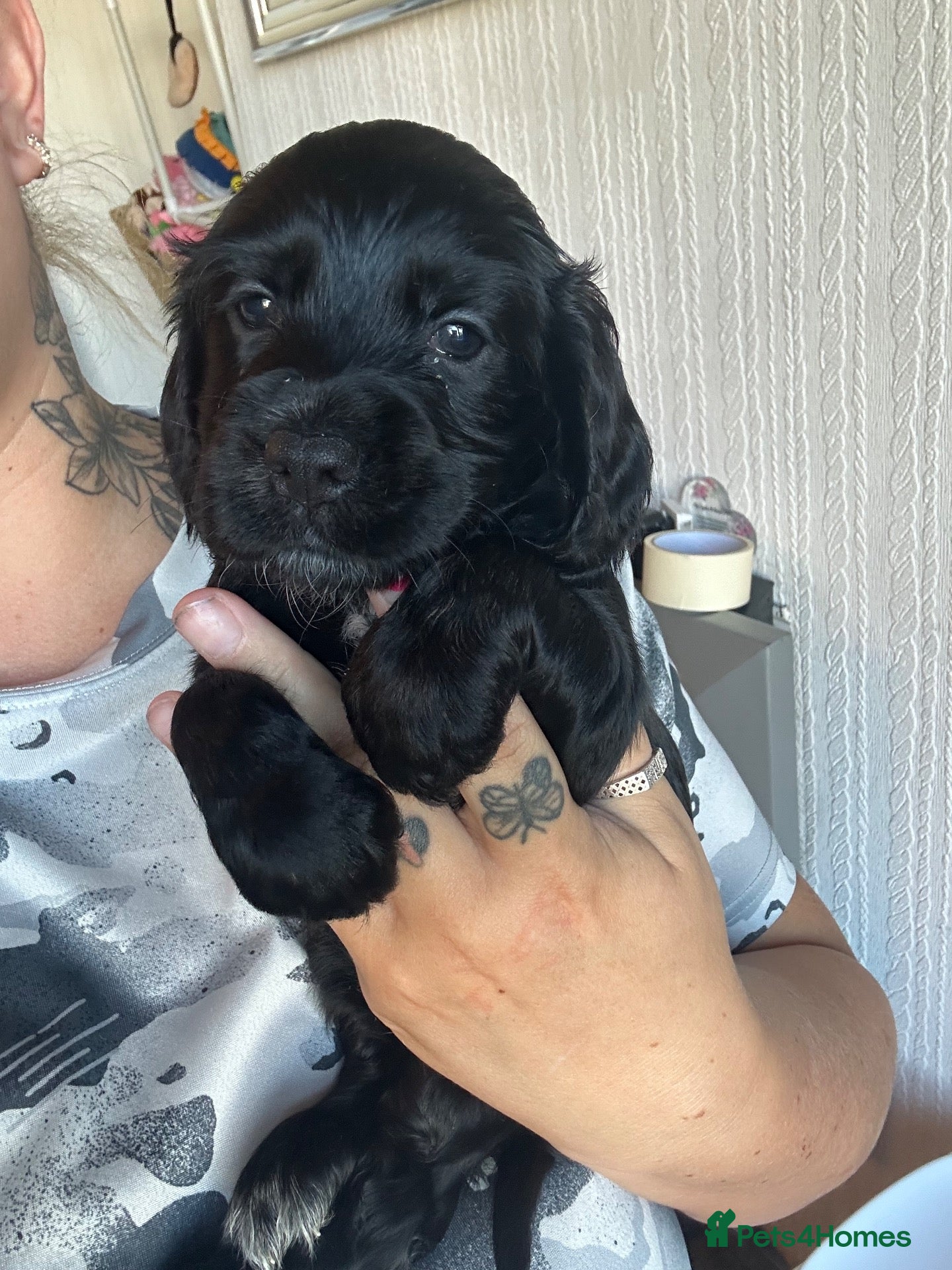 Cockapoo dogs 🐾 GORGEOUS FB1 COCKAPOO PUPPIES 3 boys available  - Advert 15