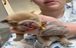 English Bulldog dogs for sale: Litter of 8  - Image 8