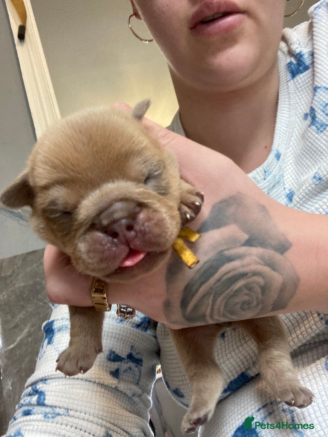 English Bulldog dogs for sale: Litter of 8  - Image 8