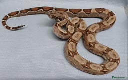 Boa Snake reptiles for sale: Baby Boa constrictor  - Image 3