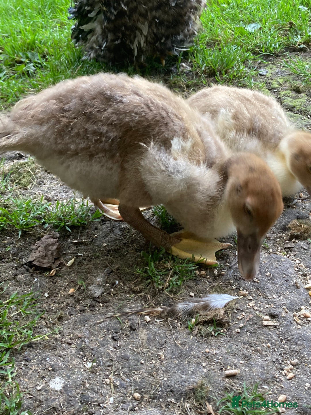 Ducks poultry for sale: Muscovy ducks - Image 5