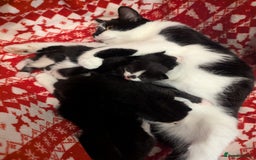 Mixed Breed cats for sale: 3 Beautiful Black and White Tuxedo Kittens  - Image 15