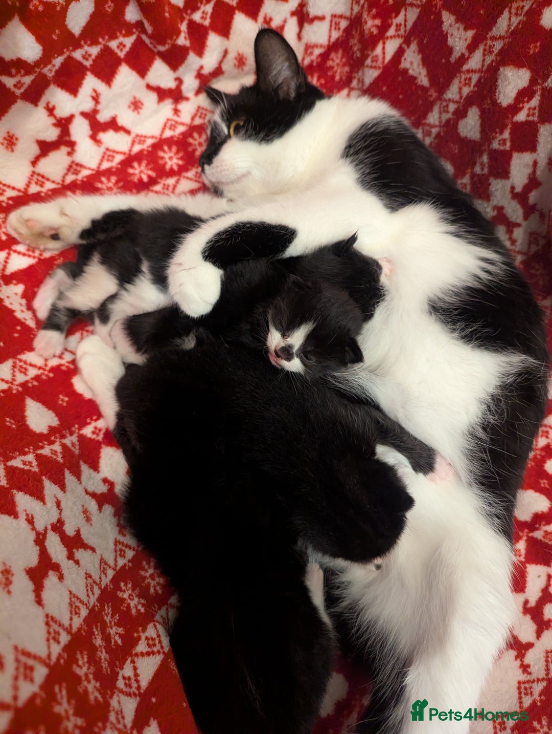 Mixed Breed cats for sale: 3 Beautiful Black and White Tuxedo Kittens  - Image 15