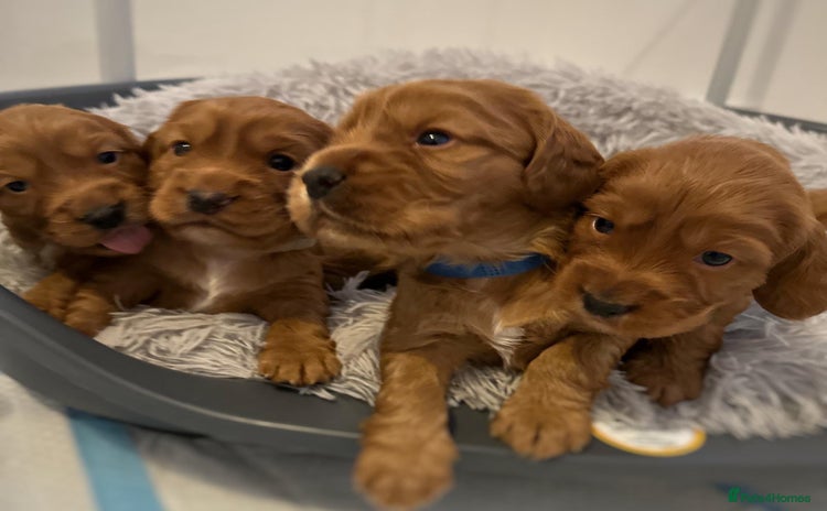 Cocker Spaniel dogs - Advert 7