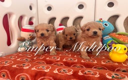 Maltipoo dogs for sale: Tiny Emper-Maltipoo Puppies – Asian teddy dad! - Image 9