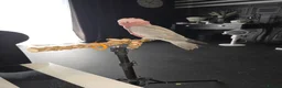 Cockatoo birds for sale: 4 month old tame Galah - Advert 4