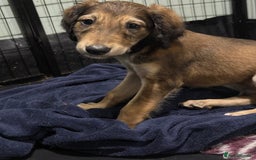 Saluki dogs for sale: Saluki  - Image 28