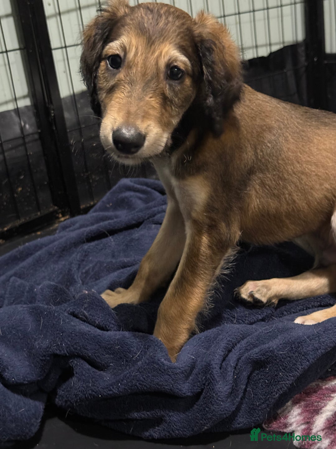 Saluki dogs for sale: Saluki  - Image 28