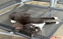 Mixed Breed cats for sale: Amazing kittens  - Image 9