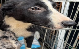 Border Collie dogs for sale: 7 Gorgeous Border Collie Pups - Image 7