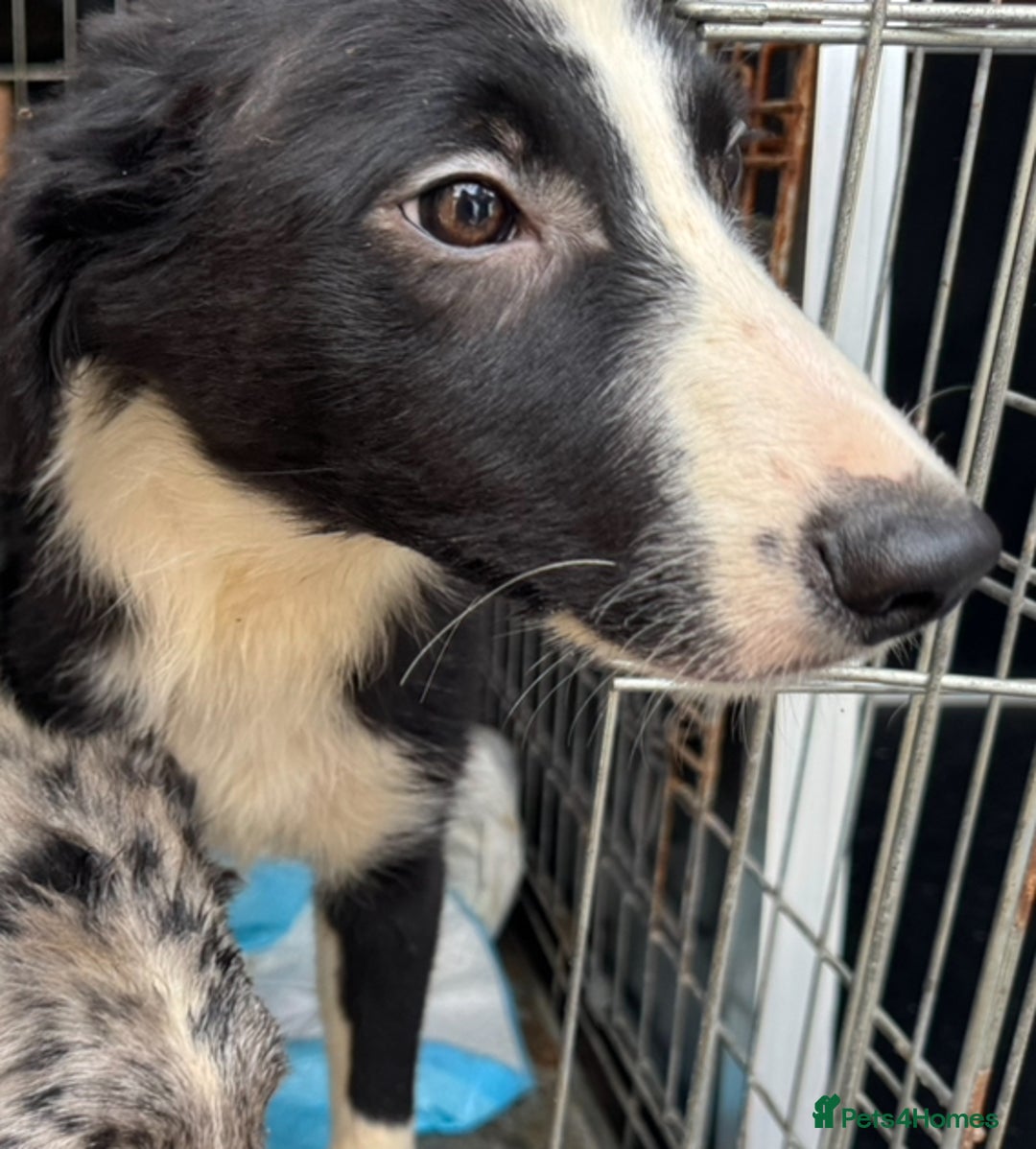 Border Collie dogs for sale: 7 Gorgeous Border Collie Pups - Image 7