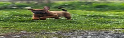 Dobermann dogs for sale: 6 month old Dobermann hybrid  - Advert 18