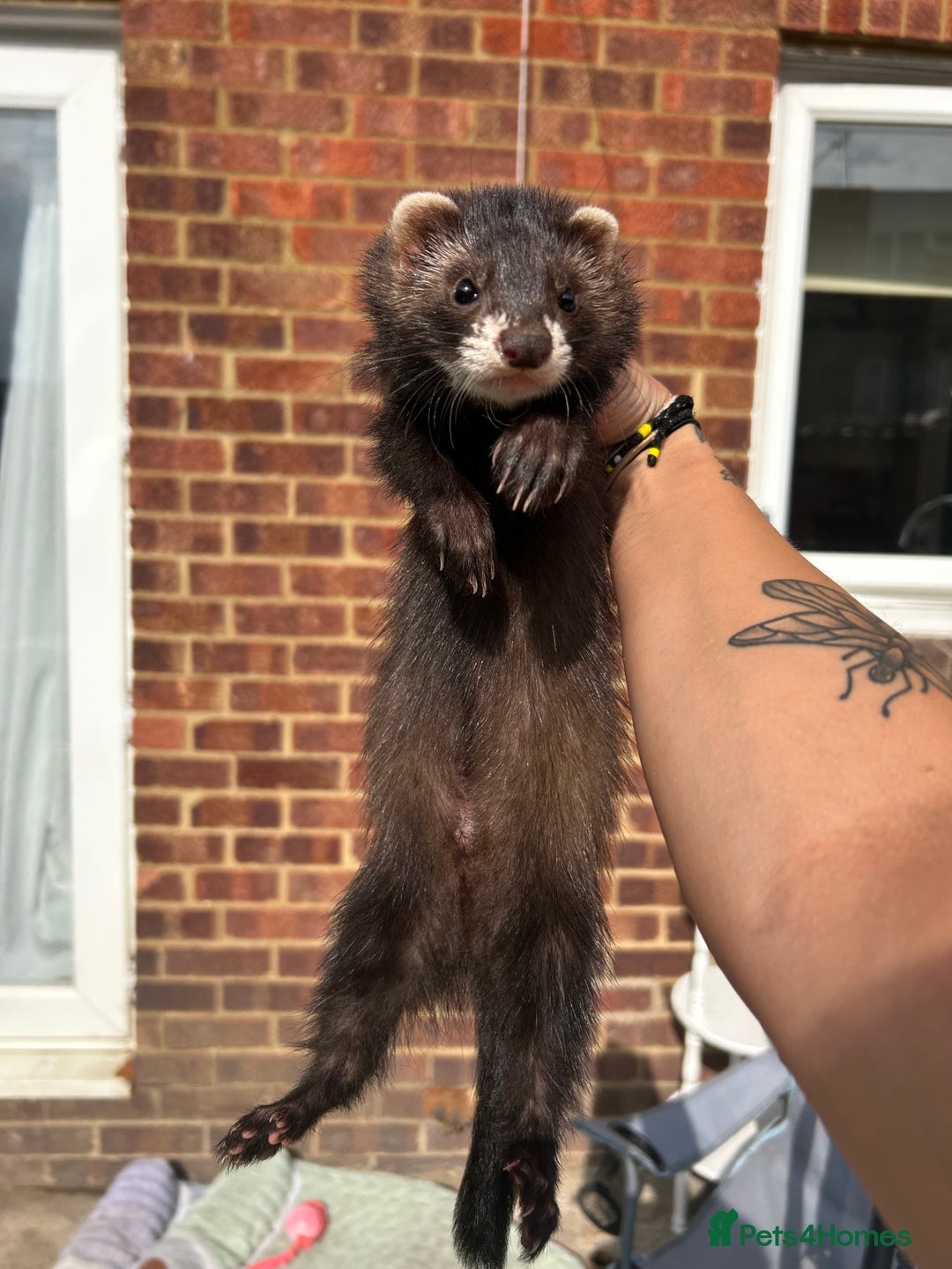 Ferret rodents for sale: 2 semi angora black self babies 1 jill 1 hob left  - Image 14