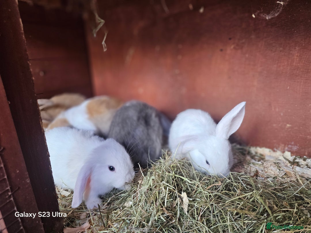 Mini Lop rabbits for sale: Beautiful mix litter very friendly bunnys - Image 3