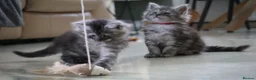 Maine Coon cats for sale: TICA Reg Black Smoke Maine Coon Kittens - Advert 21