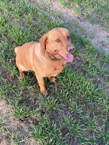 Labrador Retriever dogs Fox red labrodor girl in Wisbech - Advert 1