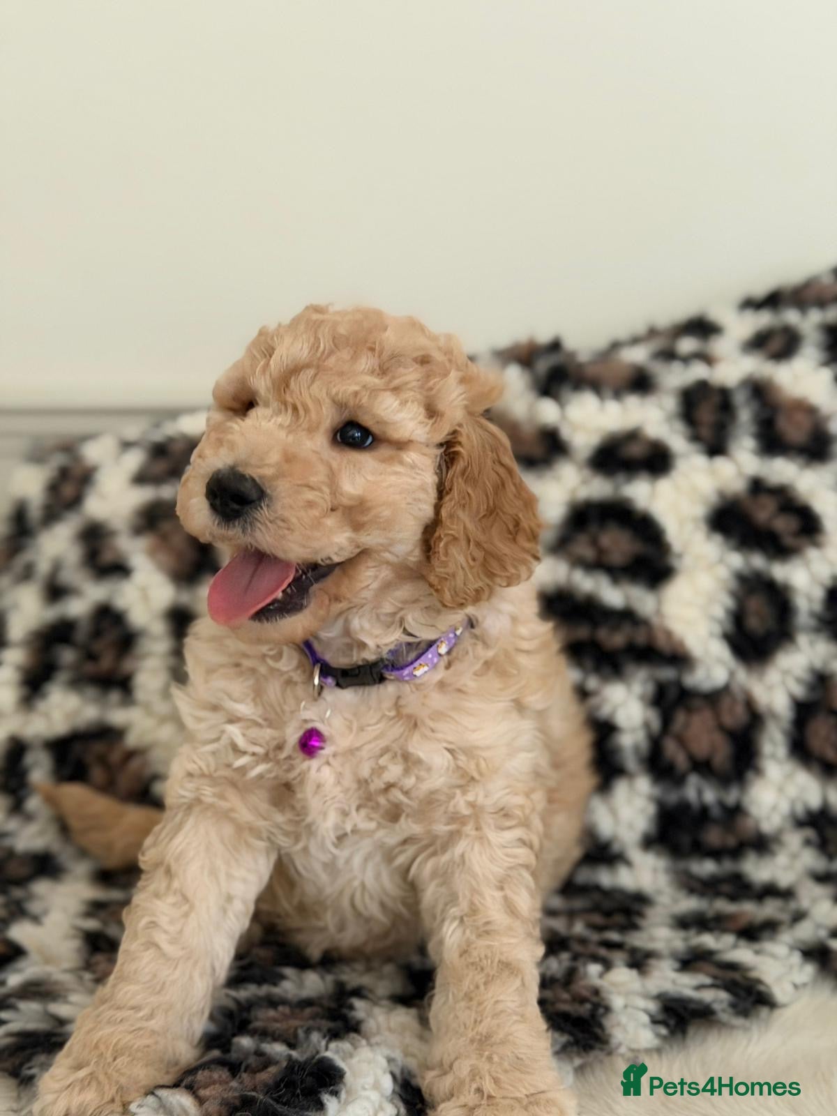 Labradoodle dogs Adorable Standard Labradoodle Puppies - Advert 1