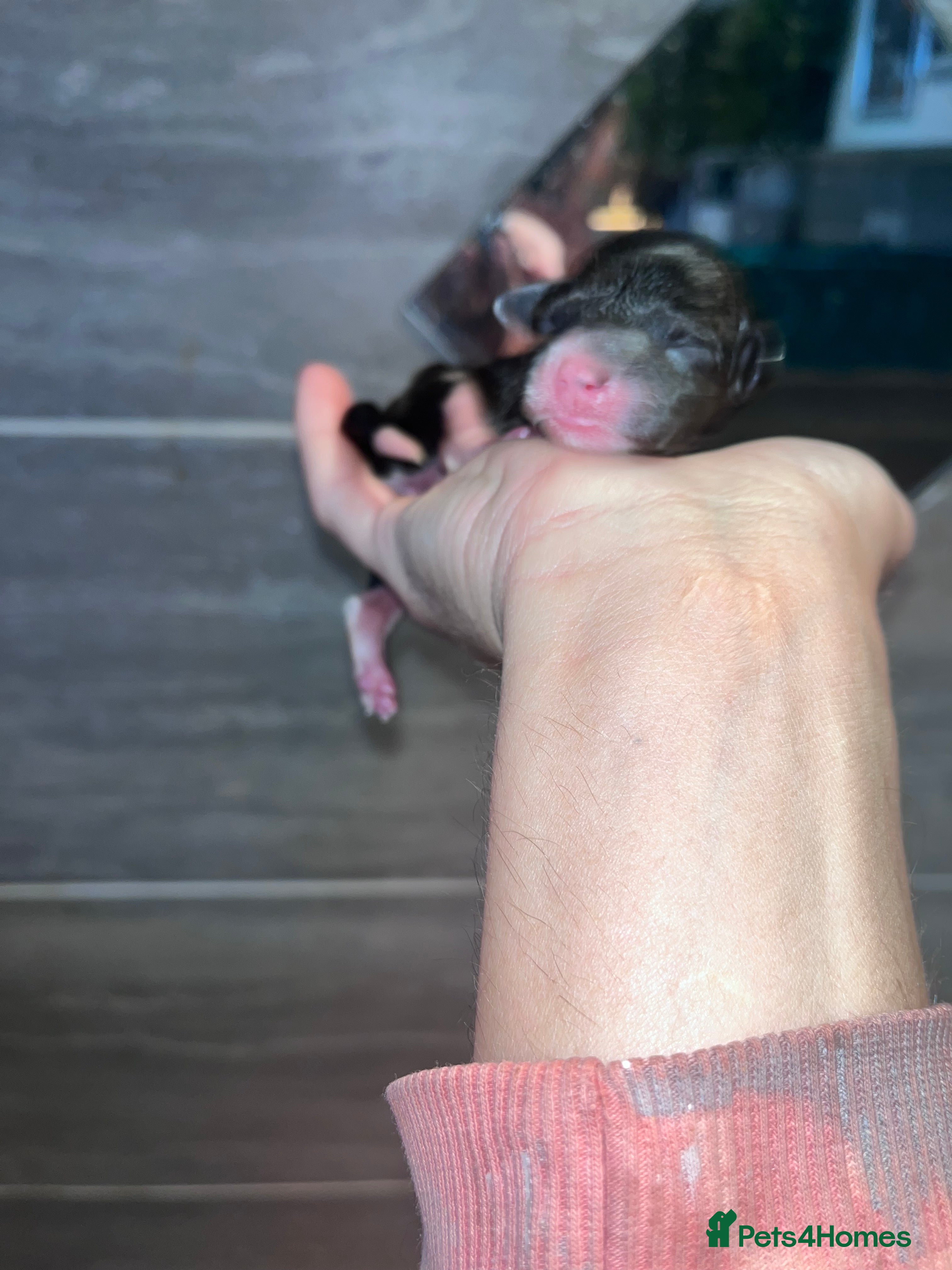 Shihpoo dogs Toy Shihpoo puppies  - Advert 13