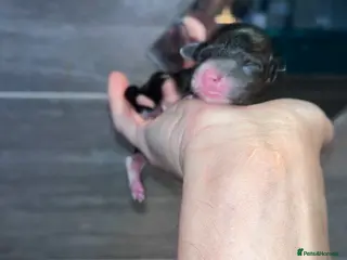 Shihpoo dogs Toy Shihpoo puppies - Advert 13