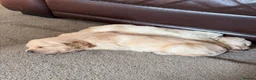 Golden Retriever dogs for sale: Golden Retriever Puppies  - Advert 10