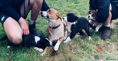 Border Collie dogs Collie farm pups for sale - Advert 12