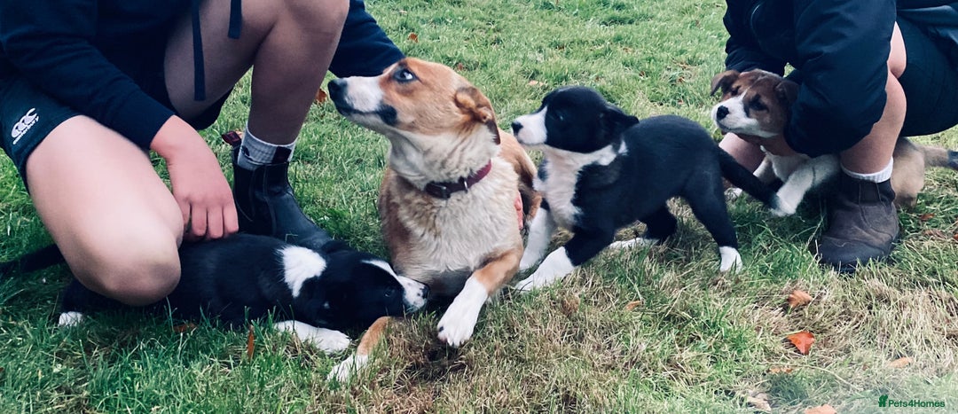 Border Collie dogs for sale: Collie farm pups for sale - Advert 2