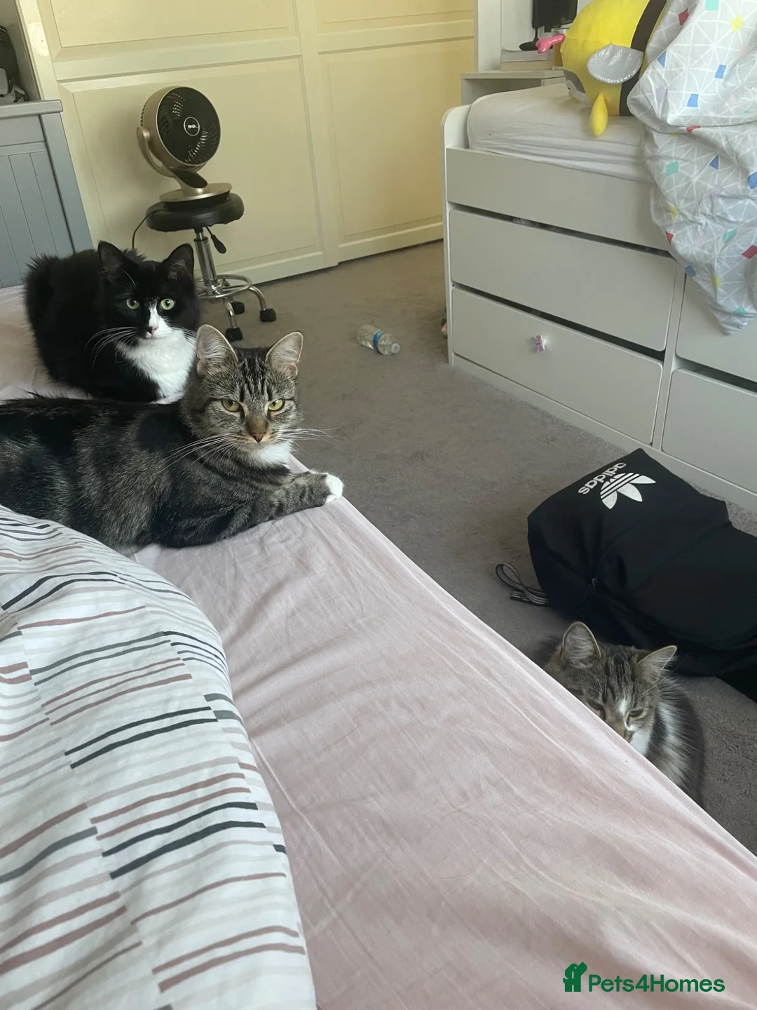 Mixed Breed cats for sale: Adorable Cats and kittens! - Advert 2