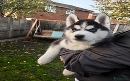 Siberian Husky dogs for sale: Siberian husky puppies available - Image 14