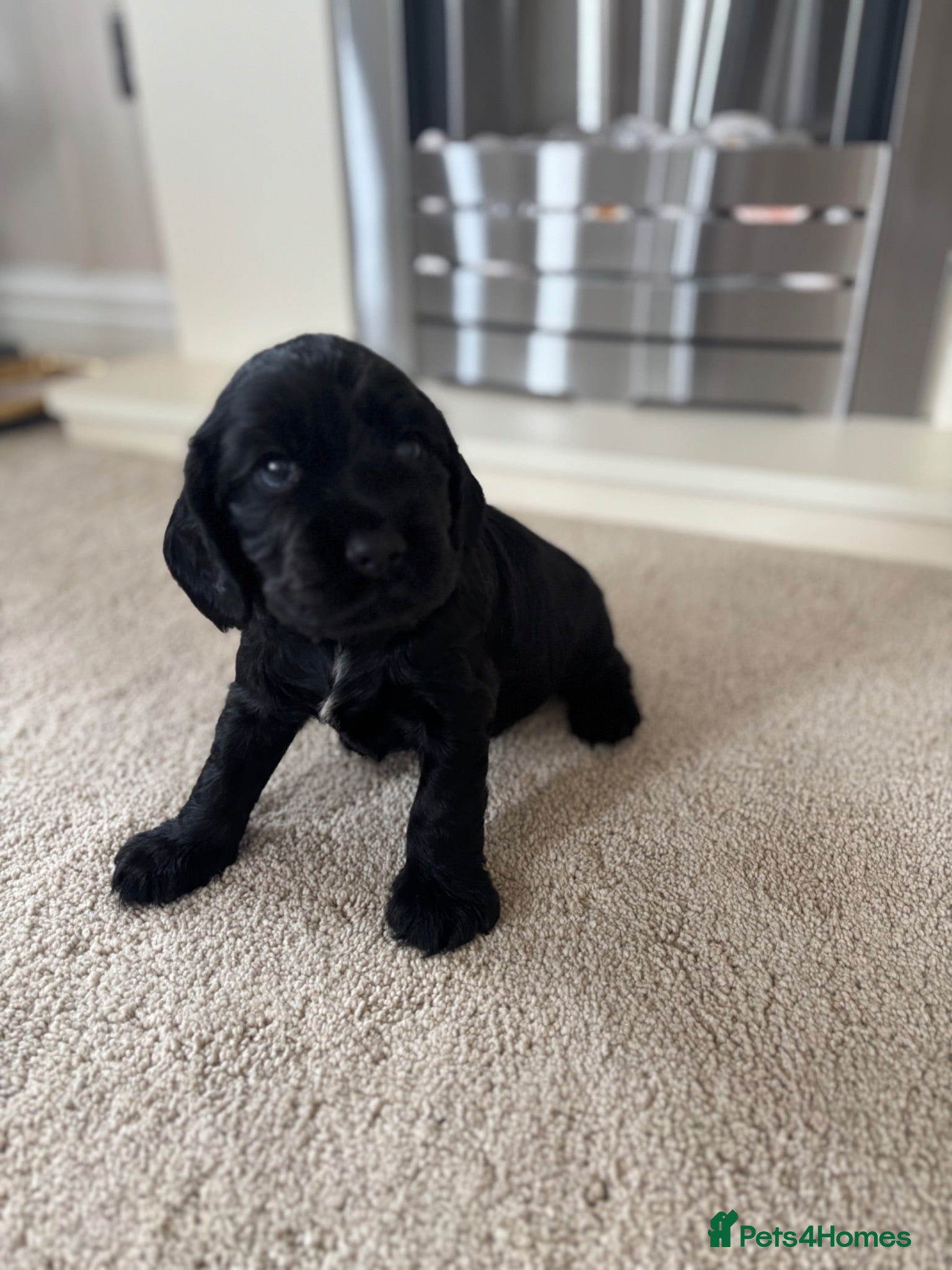 Cocker Spaniel dogs Beautiful Working Cocker Spaniels-Health Tested✅ - Advert 2