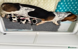Basset Hound dogs for sale: Beautiful Basset Hound Puppies  - Image 32