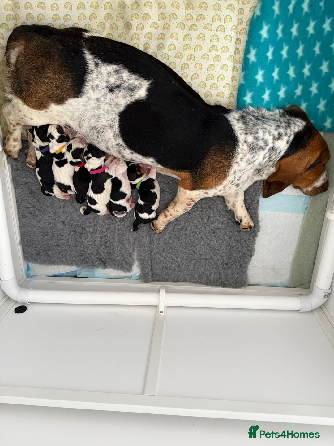 Basset Hound dogs for sale: Beautiful Basset Hound Puppies  - Image 32