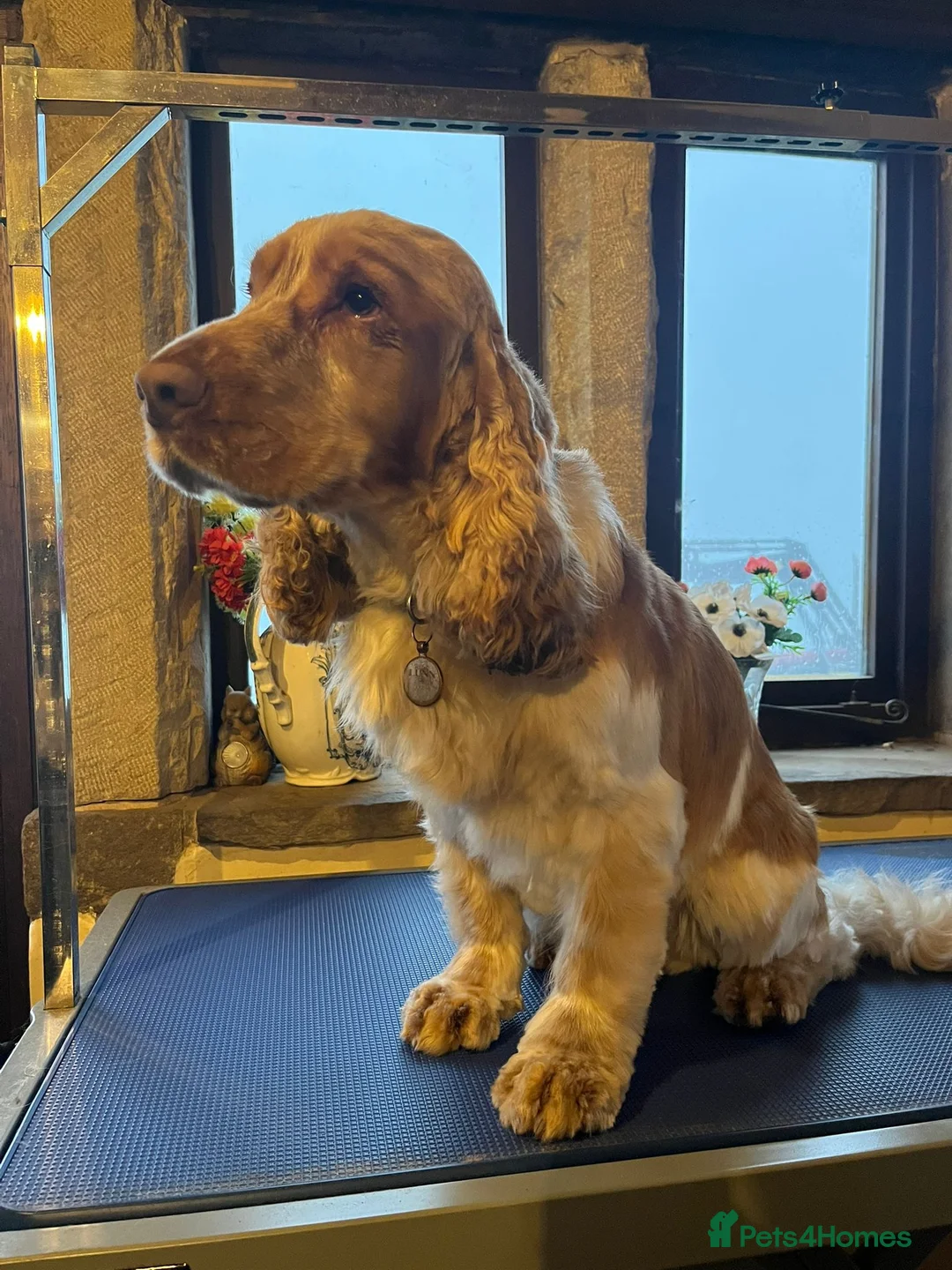 Cocker Spaniel dogs for stud: Orange Roan KC reg Show Cocker Spaniel Stud - Advert 2