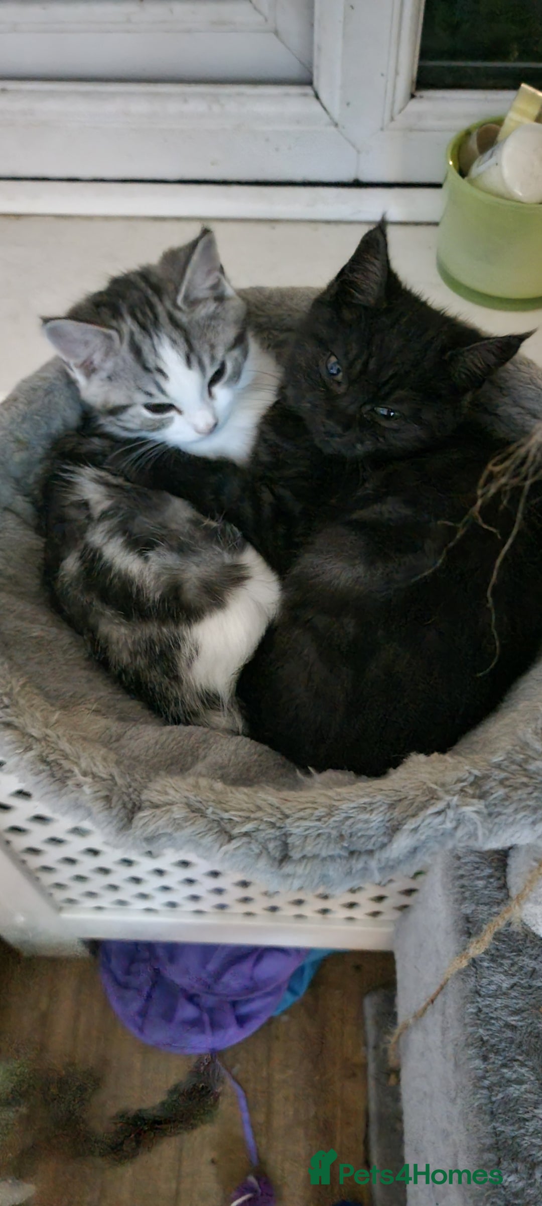 Mixed Breed cats for sale: A loveable Persian kitten - Advert 27