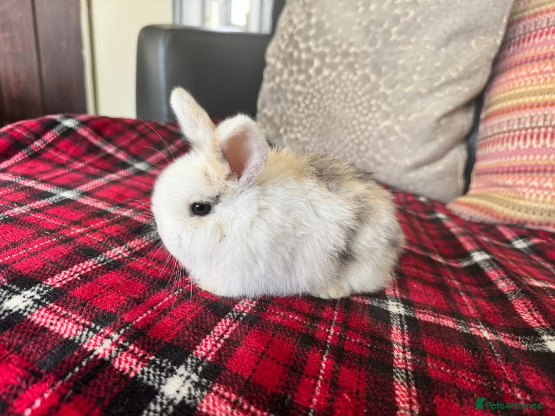 Mini Lop rabbits for sale: Mini lop bunnies  - Advert 2