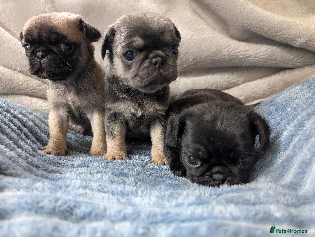 Pug dogs for sale: Quality PUG puppies. Fawn.Black and Blue/Tan - Image 16