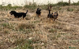 Mixed Breed dogs for sale: Border terrier x jack Russell puppies - Image 6