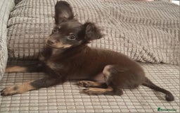 Russian Toy Terrier dogs for sale: Purebred Russian Toy long-haired - Image 11