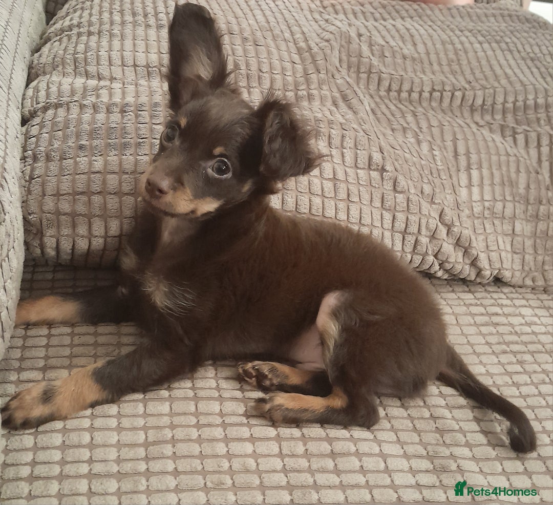 Russian Toy Terrier dogs for sale: Purebred Russian Toy long-haired - Image 11