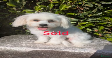 Maltese dogs - Advert 7