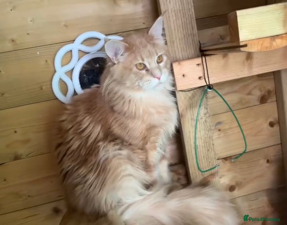Maine Coon cats Beautiful huge boy - Advert 4