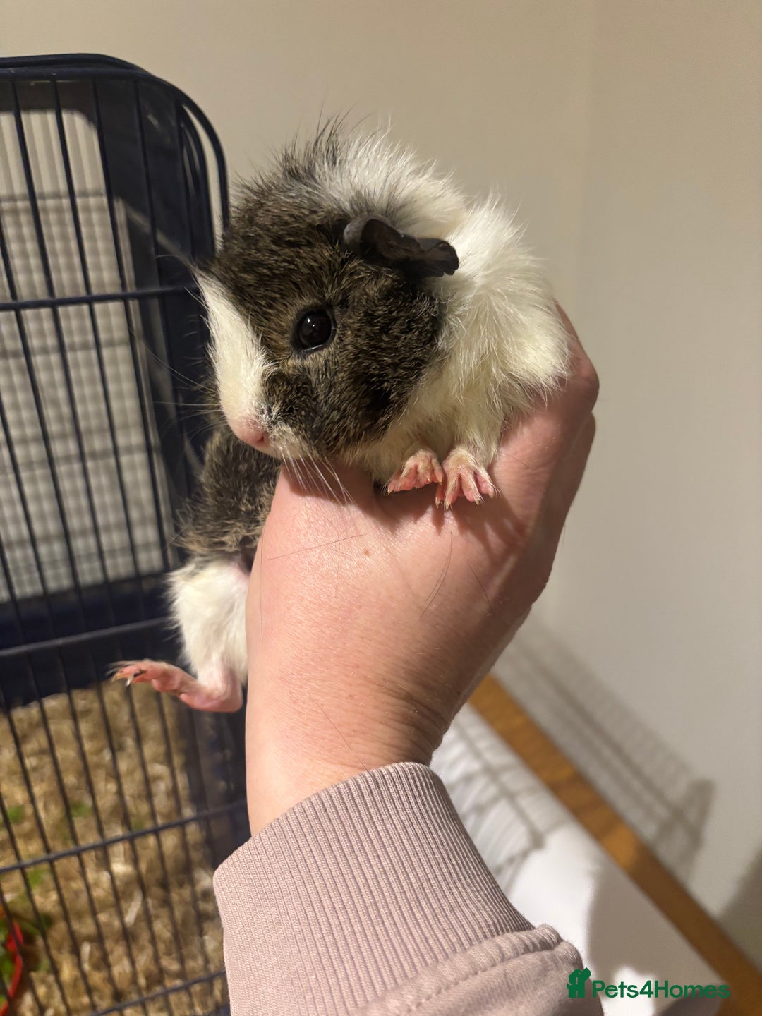 Mixed Breed rabbits for sale: Guinea pigs for sales - Advert 3