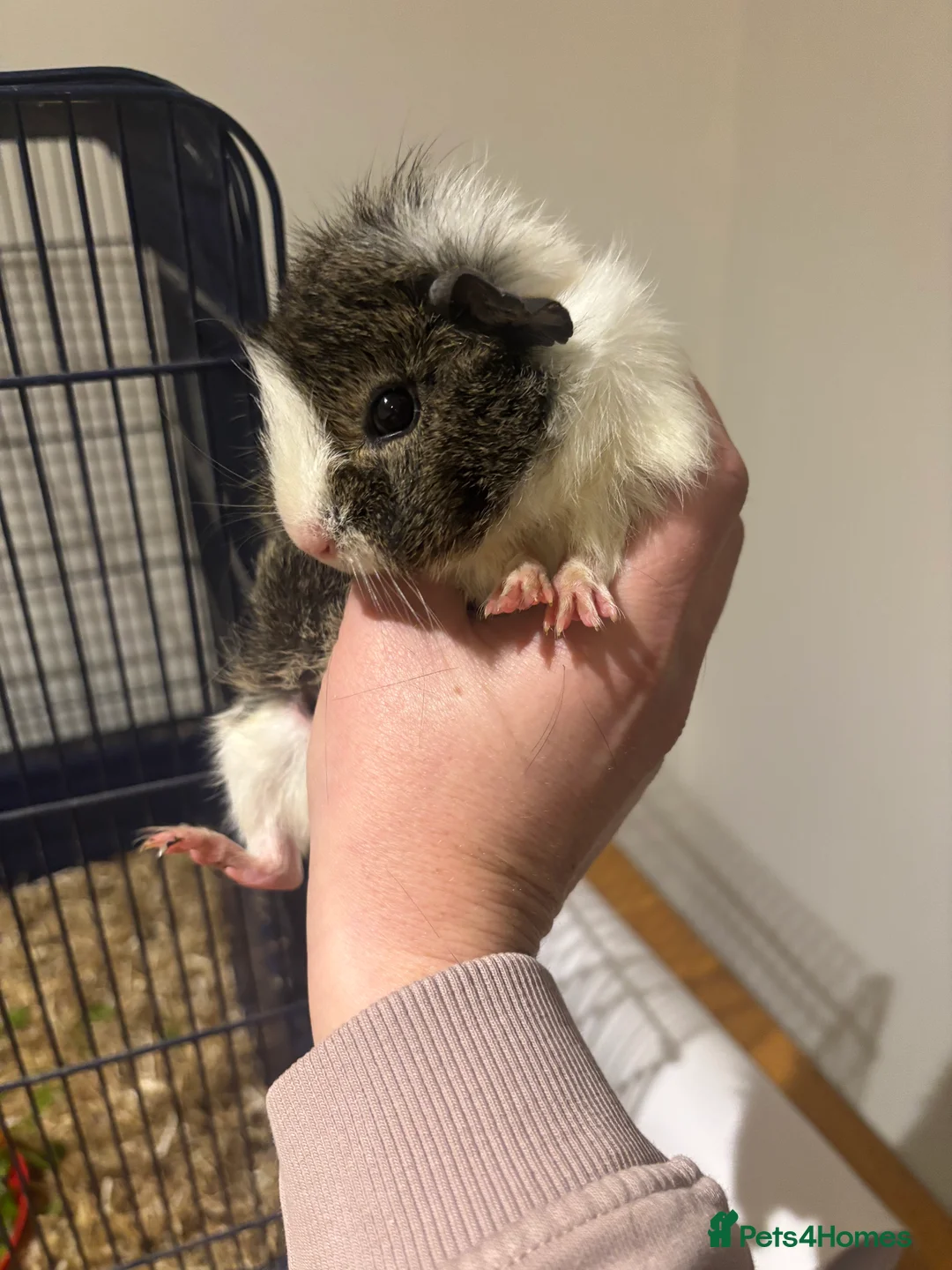 Mixed Breed rabbits for sale: Guinea pigs for sales - Advert 4