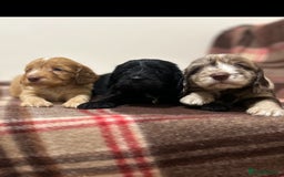 Cockapoo dogs for sale: stunning toy cockapoo  - Advert 27