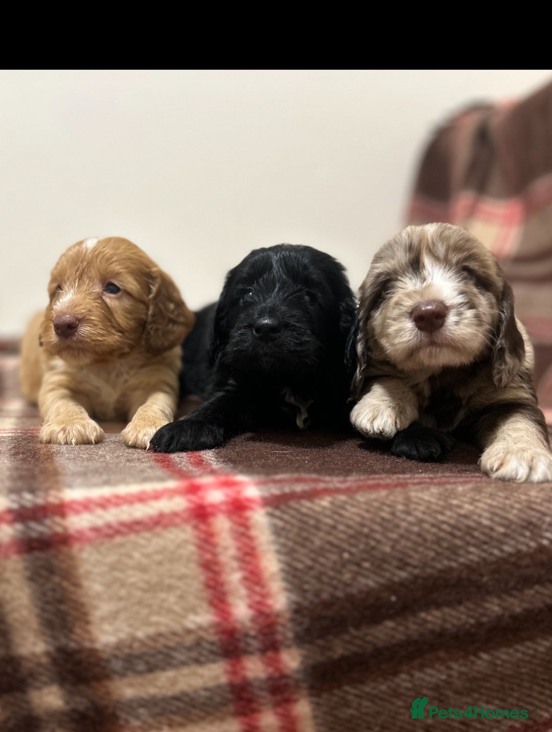 Cockapoo dogs for sale: stunning toy cockapoo  - Advert 27