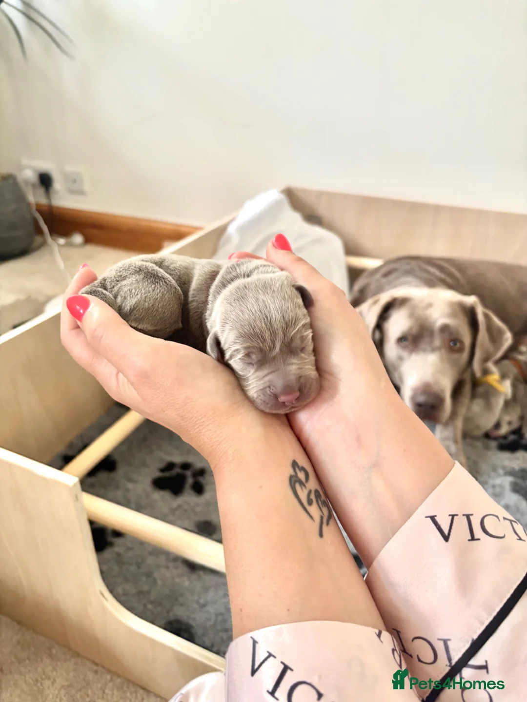 Labrador Retriever dogs for sale: 🐾✨ Silver Lab Pups – 3 girls and 1 boy left ✨🐾 - Advert 1