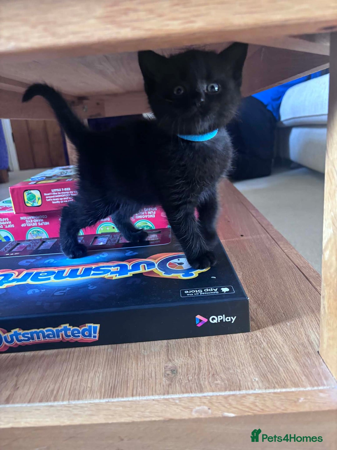 British Shorthair cats for sale: 4x British Shorthair Cross Kittens - Advert 6