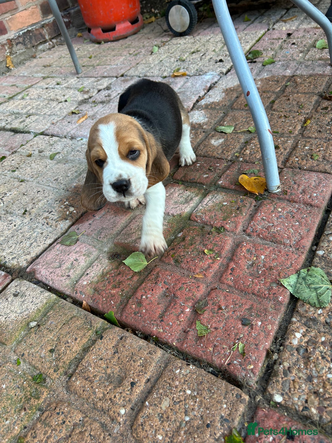 Beagle dogs for sale: Only 1 boy KC Registered Top Quality Beagle Puppy - Image 19